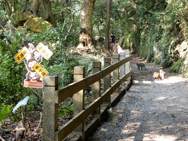 登山遇到猴子，動保處提3點叮嚀。（圖／台北市動物保護處提供）