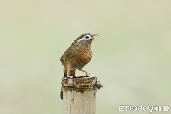 ▲▼大陸畫眉。（圖／台北市野鳥學會提供）