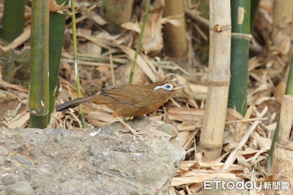 ▲▼大陸畫眉。（圖／台北市野鳥學會提供）