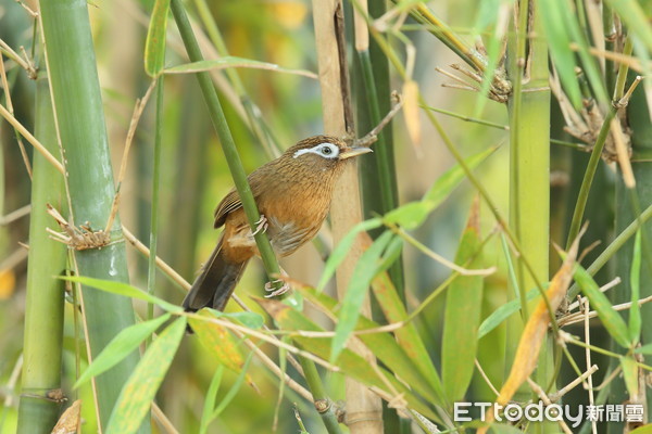 ▲▼大陸畫眉。（圖／台北市野鳥學會提供）