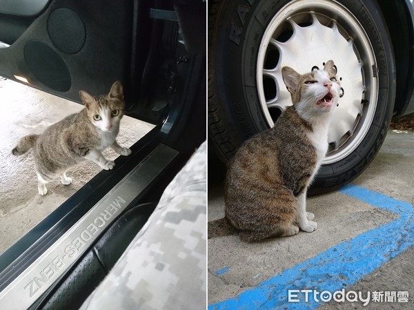 ▲荳荳手饋車踏板討摸。（圖／網友黃大衛授權提供，下同）