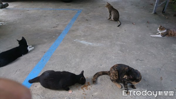 ▲浪喵們聽見搖飼料的聲音，紛紛走出來。