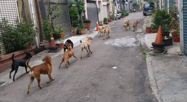 ▲彰化南郭路有民眾被流浪狗追著狂咬受傷。（圖／翻攝自Facebook／彰化人大小事，以下同）