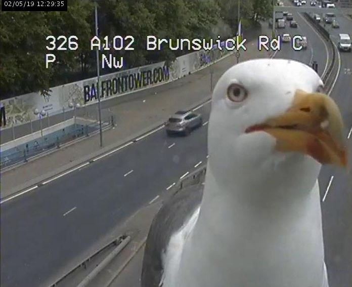 ▲▼路況監視器拍到海鷗搶鏡頭。（圖／翻攝自推特@TfLTrafficNews）