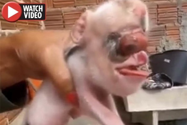▲葡萄牙驚見羊身人舌老鼠頭的「變形怪豬」。          （圖／翻攝自網路)