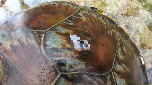 ▲▼ 美人洞有海龜死掉，龜殼疑似被魚槍刺破一個洞。。（圖／翻攝自臉書社團「小琉球聯盟」） 
