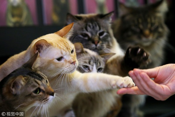 ▲▼貓，橘貓，貓握手示意圖。（圖／CFP）