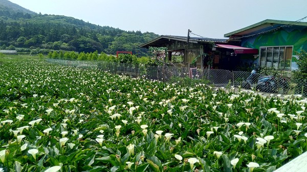 ▲竹子湖海芋和繡球花田。（圖／臺北市政府產業發展局提供）