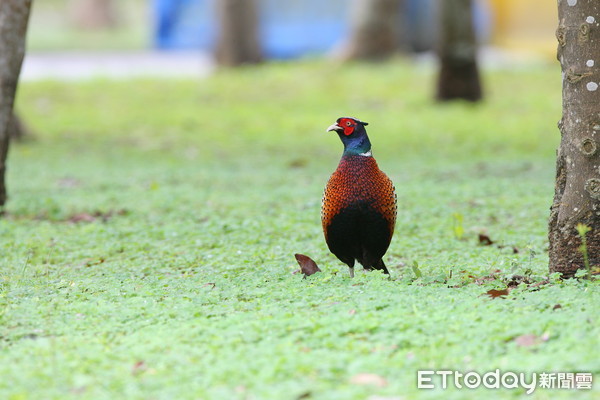 ▲▼環頸雉。（圖／台北市野鳥學會陳王時提供）