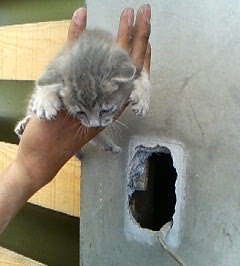 ▲▼日本網友在房間牆壁裡發現貓。（圖／翻攝自推特，d_e_heffun）