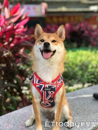 ▲▼傻柴落「水草陷阱」，臉萌爽泡野外冷泉。（圖／飼主許正維授權提供）