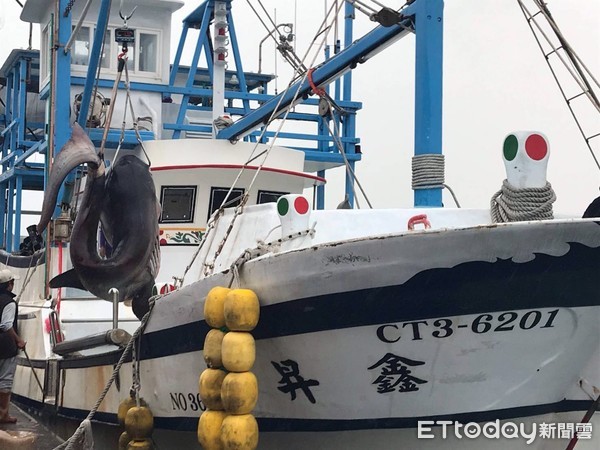 ▲花蓮籍「鑫昇寶36」漁船在花蓮外海捕獲罕見巨口鯊。（圖／記者王兆麟翻攝，下同）