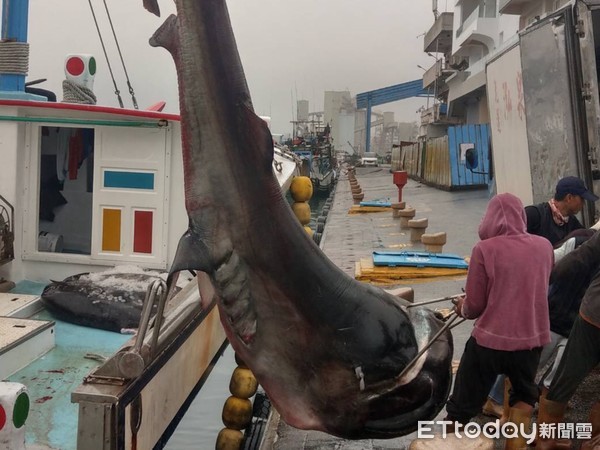 ▲花蓮籍「鑫昇寶36」漁船在花蓮外海捕獲罕見巨口鯊。（圖／記者王兆麟翻攝，下同）