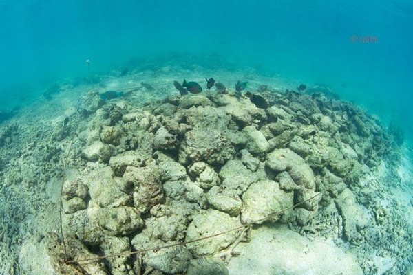 ▲Bida Nok島和維京洞穴（Viking Cave）周邊海域的曲紋珊瑚、薔薇珊瑚都出現了白化現象。（圖／翻攝自FB／泰國網）