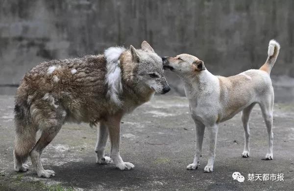 ▲武漢一所動物園內的狼與狗相伴。（圖／翻攝自《楚天都市報》微信公眾號）