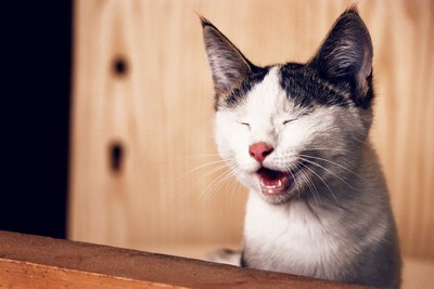 貓奴必知的10個冷知識：喵喵叫聲是「人類限定」　公貓母貓慣用手不同