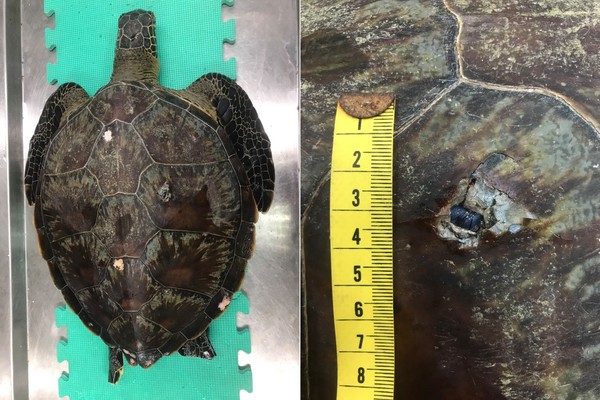 解剖報告出爐！小琉球海龜遭「尖銳物刺穿背」致死屬實。（圖／海洋保育署）