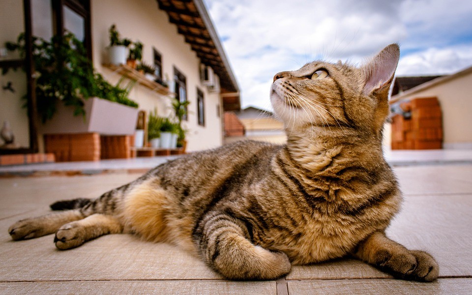 ▲▼貓咪。（示意圖／取自免費圖庫Pixabay）