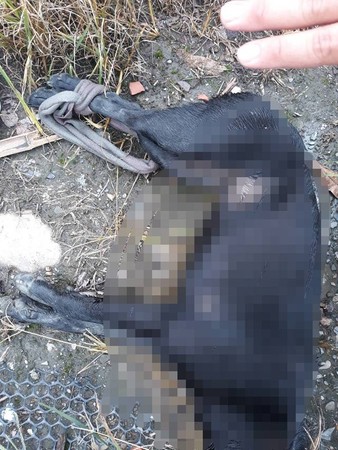 ▲黑狗被綁雙腳直接丟在3公尺深的山溝亡。（圖／翻攝自Facebook／社頭人俱樂部）