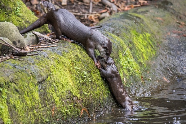 水獺分攤家務事，讓媽媽安心休養。（圖／台北市立動物園提供）