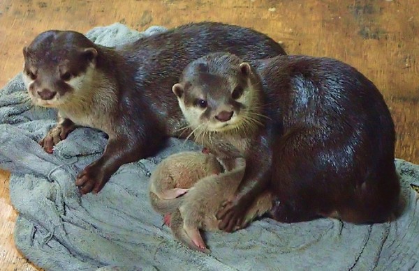 水獺分攤家務事，讓媽媽安心休養。（圖／台北市立動物園提供）