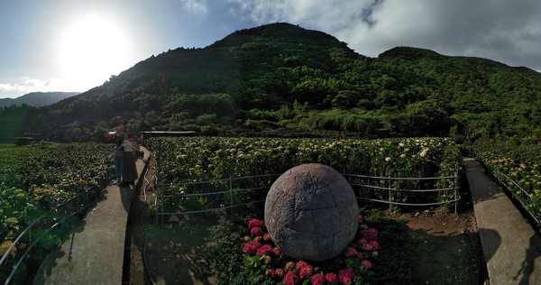 ▲大賞園繡球花。（圖／翻攝自大賞園繡球花（海芋）粉絲專頁）