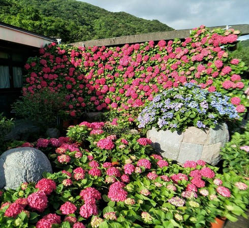 ▲大賞園繡球花。（圖／翻攝自大賞園繡球花（海芋）粉絲專頁）