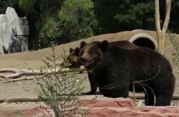 ▲棕熊。（圖／翻攝自CCTV）