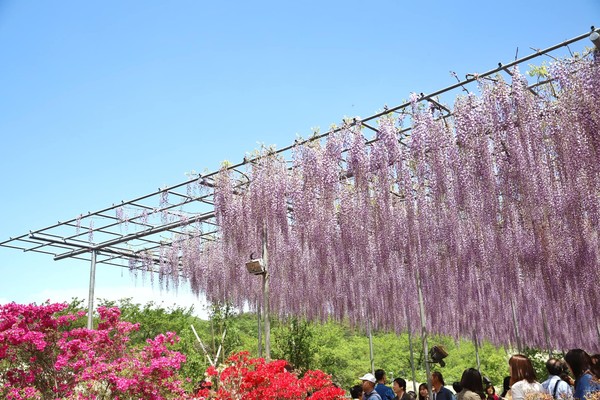 ▲日本足利花卉公園－紫藤花海。（圖／《妮可魯的飛行日記》授權提供）
