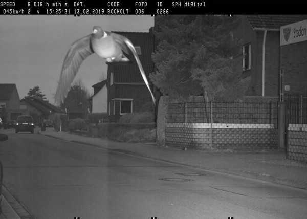 ▲▼一隻鴿子被測速照相機拍下超速照。（圖／翻攝自Facebook／Bocholter City）