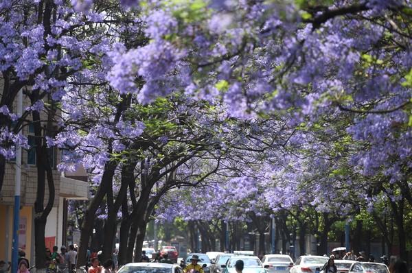 ▲昆明市教場中路一帶的藍花楹進入盛花期。（圖／新華社提供）