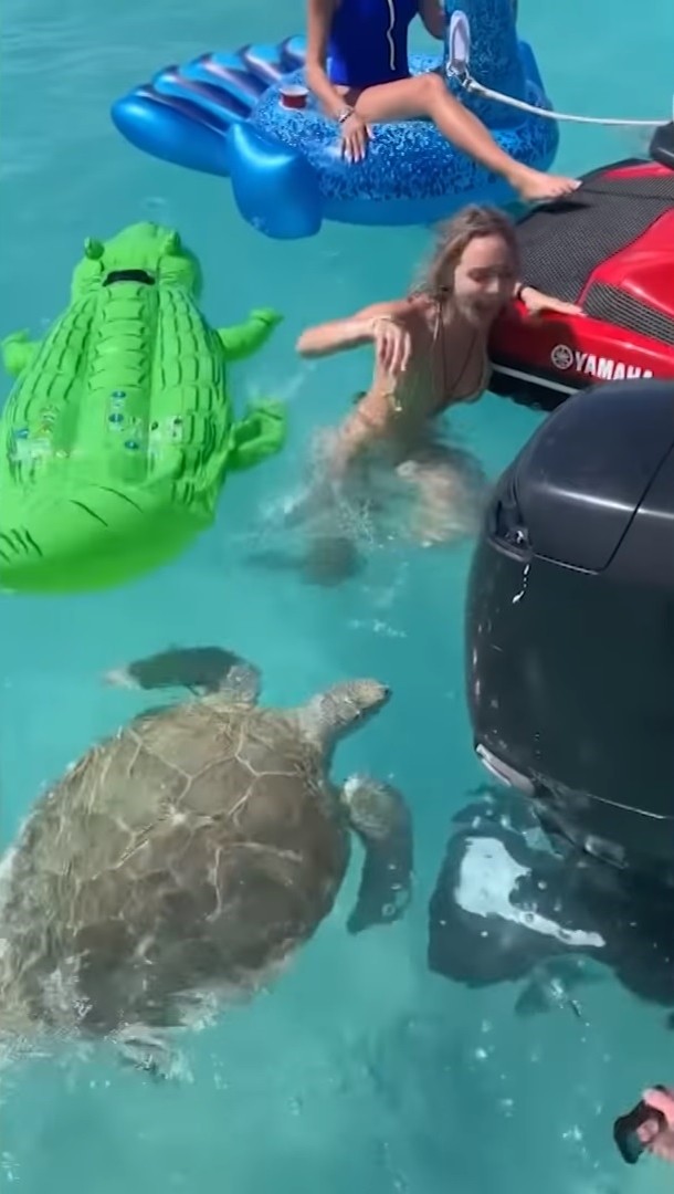 ▲▼海龜咬破氣墊害她落水。（圖／翻攝自YouTube／Caters Clips）