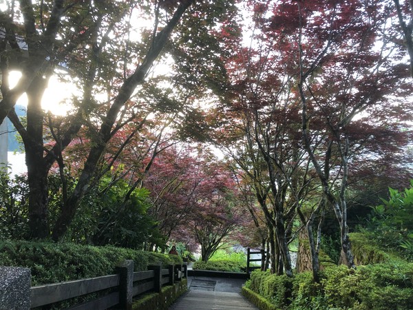 ▲▼太平山紫葉槭現正當紅。（圖／羅東林管處提供，下同）