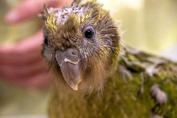 ▲紐西蘭有位獸醫日前為一隻紐西蘭特有種鴞鸚鵡（kākāpō parrot）幼鳥進行頭部手術，因為該幼鳥在出生56天候，發現頭骨上有腫塊，便被送往往梅西大學（Massey University）的野生動物醫院（Wildbase Hospital）進行手術，這也是全球首次對禽鳥進行的手術。（圖／翻攝自梅西大學網站）