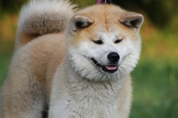 秋田犬將在日本滅種？都市人偏愛小型狗　純種土狗「太大隻」漸被淘汰（圖／免費圖庫pixabay）