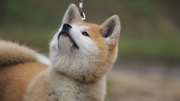 秋田犬將在日本滅種？都市人偏愛小型狗　純種土狗「太大隻」漸被淘汰（圖／免費圖庫pixabay）