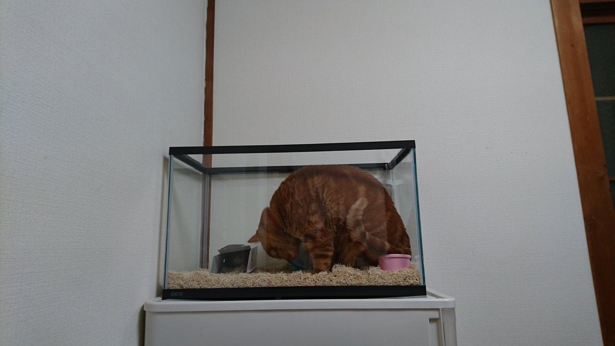 ▲▼貓咪爬進鬆獅蜥的家。（圖／翻攝自推特，ascot110）