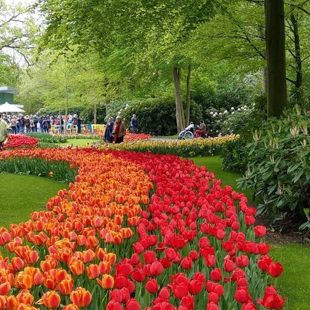 ▲庫肯霍夫花園(Keukenhof)擁有數以百萬計的鬱金香。（圖／Visit Keukenhof粉絲頁）