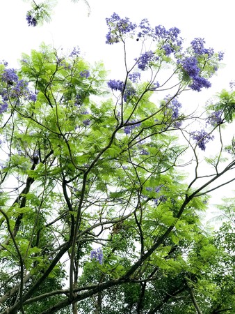 ▲藍花楹。（圖／臺北市政府工務局提供）