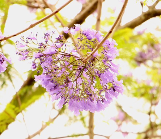 ▲藍花楹。（圖／臺北市政府工務局提供）