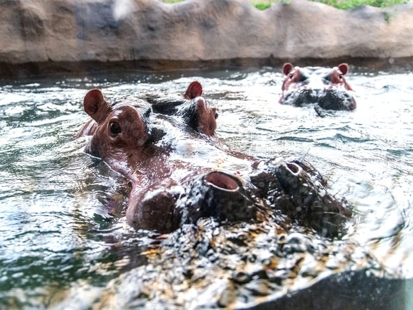 萌老么想當霸主，河馬家族鬧內訌！（圖／台北市立動物園提供）