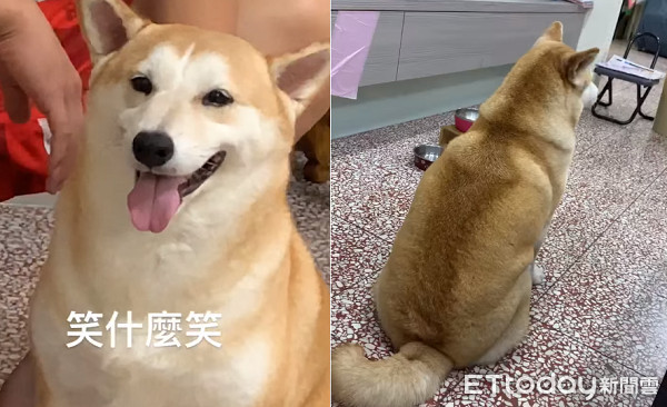 ▲▼5次有4次認成秋田犬！柴柴半年腫成瓦斯桶　媽嘆：阿嬤怕牠餓。（圖／網友陳依依授權提供）