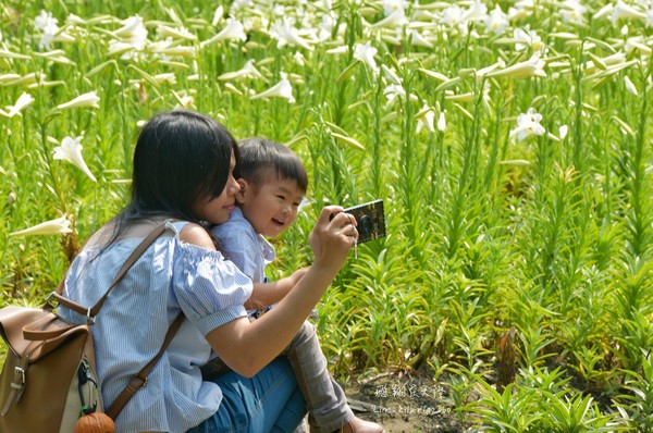 ▲雲林四湖中湖百合花園（圖／攝影師《飛翔在天際》提供，請勿隨意翻拍，以免侵權。）