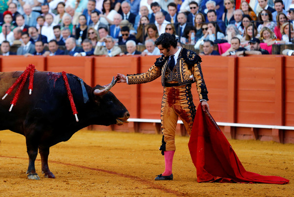 ▲▼  西班牙南部塞維利亞市（Seville）10日舉辦鬥牛節，39歲鬥牛士迪拉普埃夫拉（Morante de la Puebla）用手帕替公牛擦拭臉部。（圖／路透社）