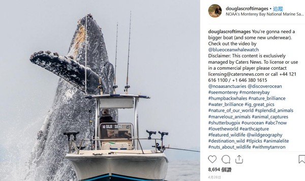 ▲攝影師克羅夫特以震撼的視角，拍下座頭鲸躍出水面的畫面。(圖／IG@Douglas Croft)