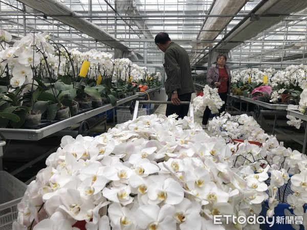 ▲台資企業皇達花卉公司佔日本蝴蝶蘭進口總額50%。（圖／記者魏有德攝）