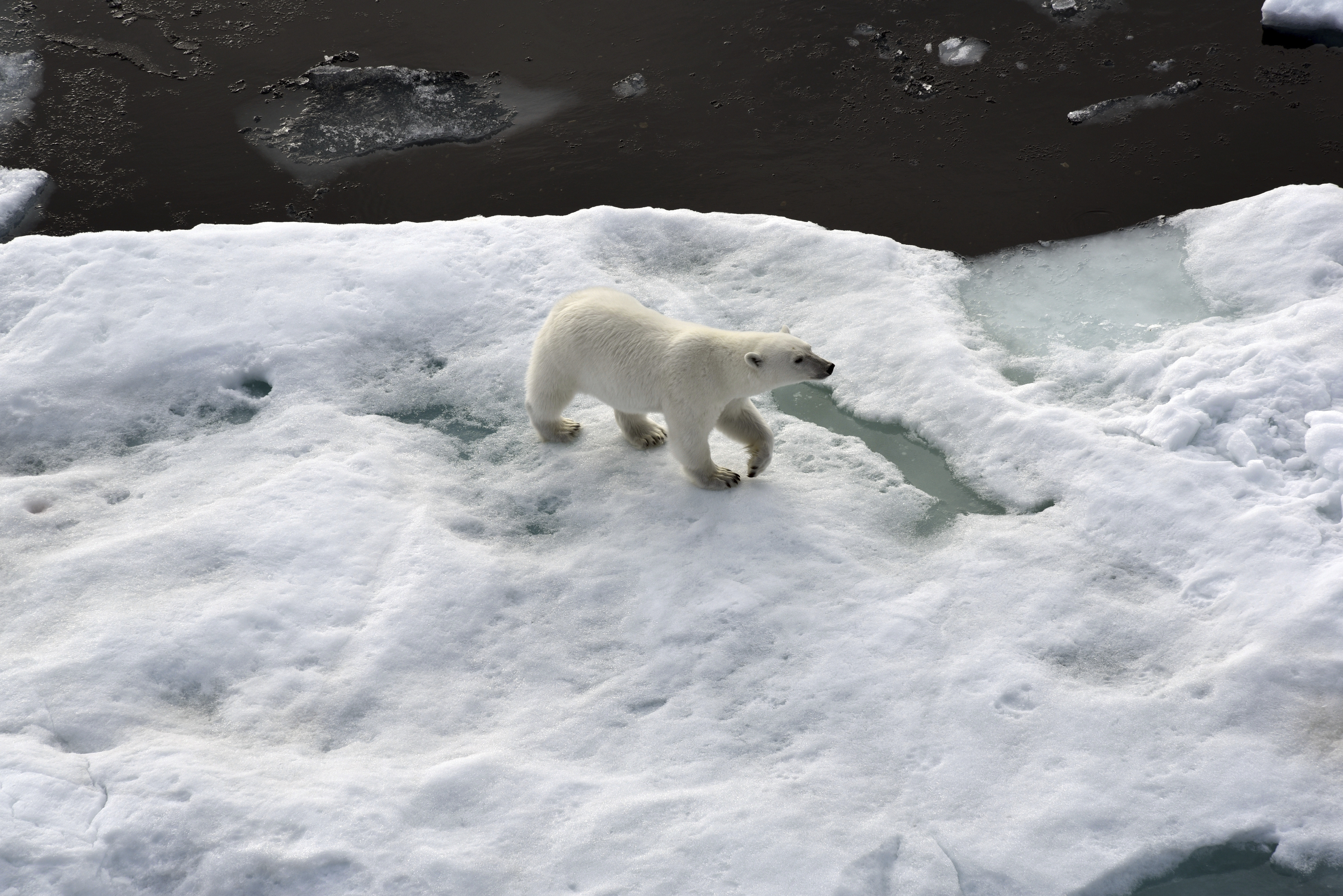 ▲▼北極熊在北極海活動。（圖／達志影像／美聯社）