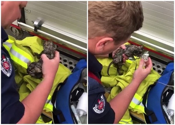 ▲消防員當場為小貓進行CPR，終於救回貓咪一命。圖／翻攝自威瓦消防局臉書)