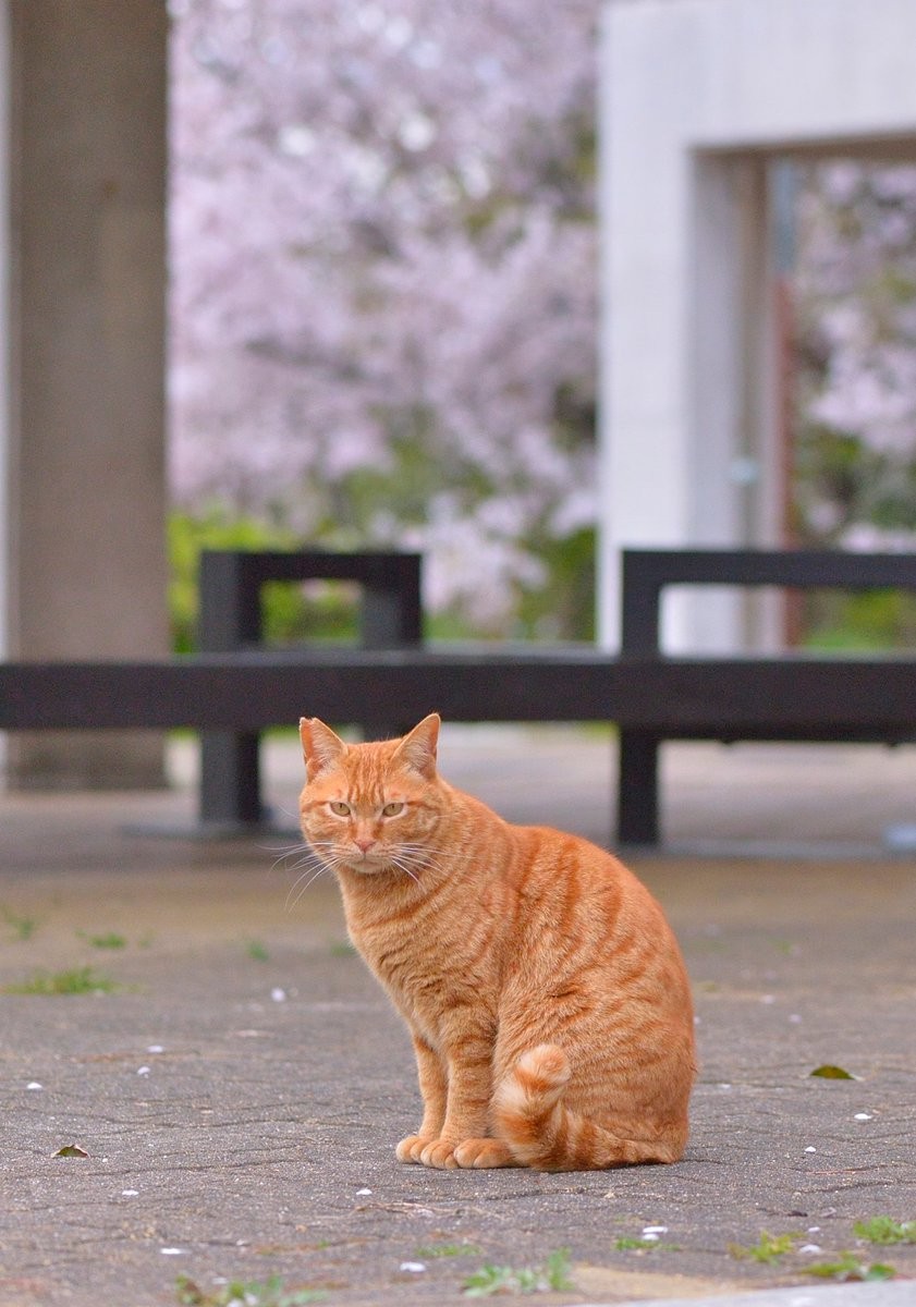 ▲▼舊地重遊遇到3年前的貓。（圖／翻攝自推特，chacha_nene_jp）