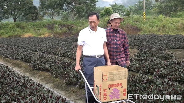 ▲▼郭台銘小農體驗，摘採紅菜。（圖／記者呂佳賢攝）